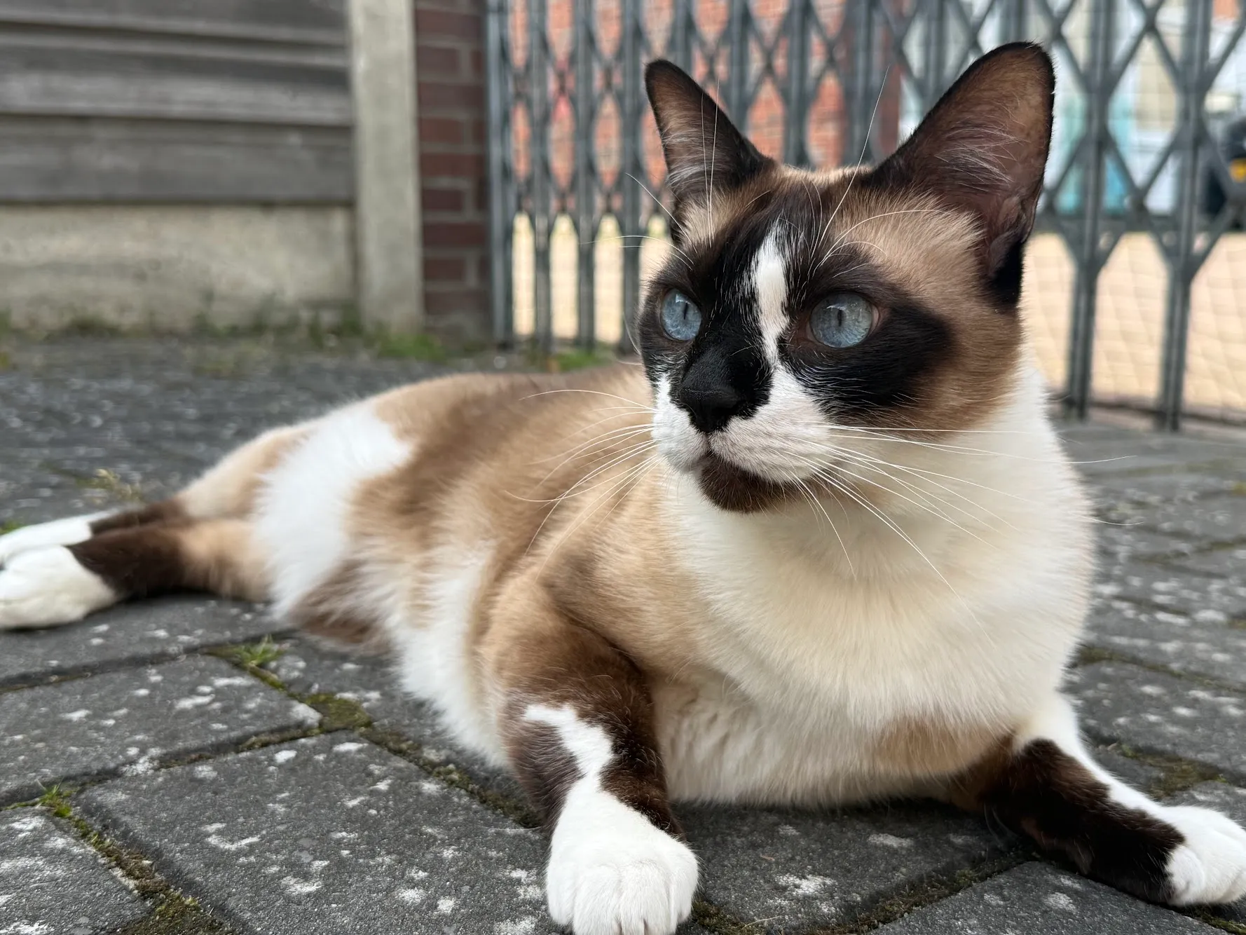Alfred ligt ontspannen buiten tijdens een bezoek van Kattenoppas Enschede