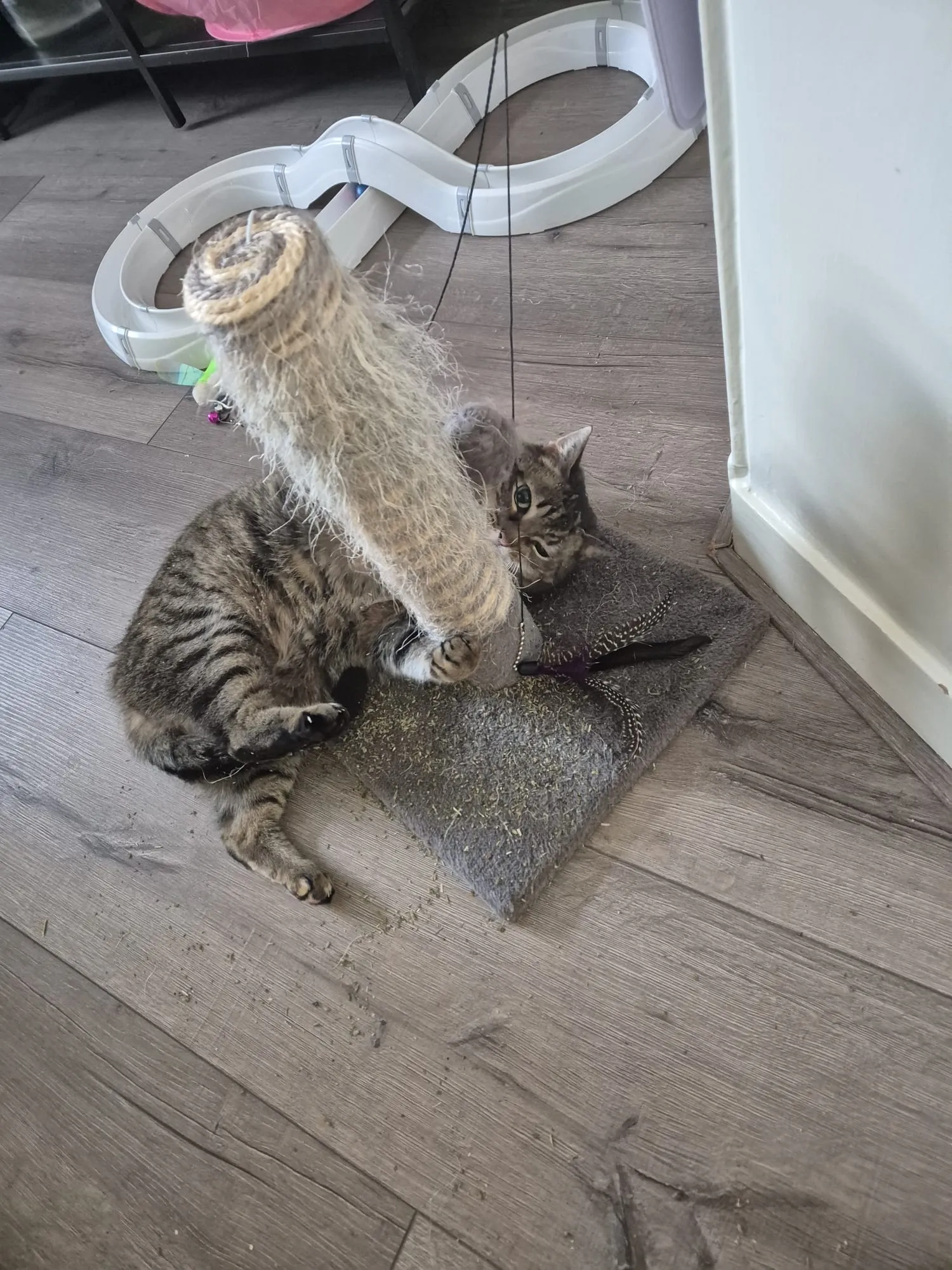 Bo ligt op de vloer te spelen met een sisal krabpaal en een verenspeeltje