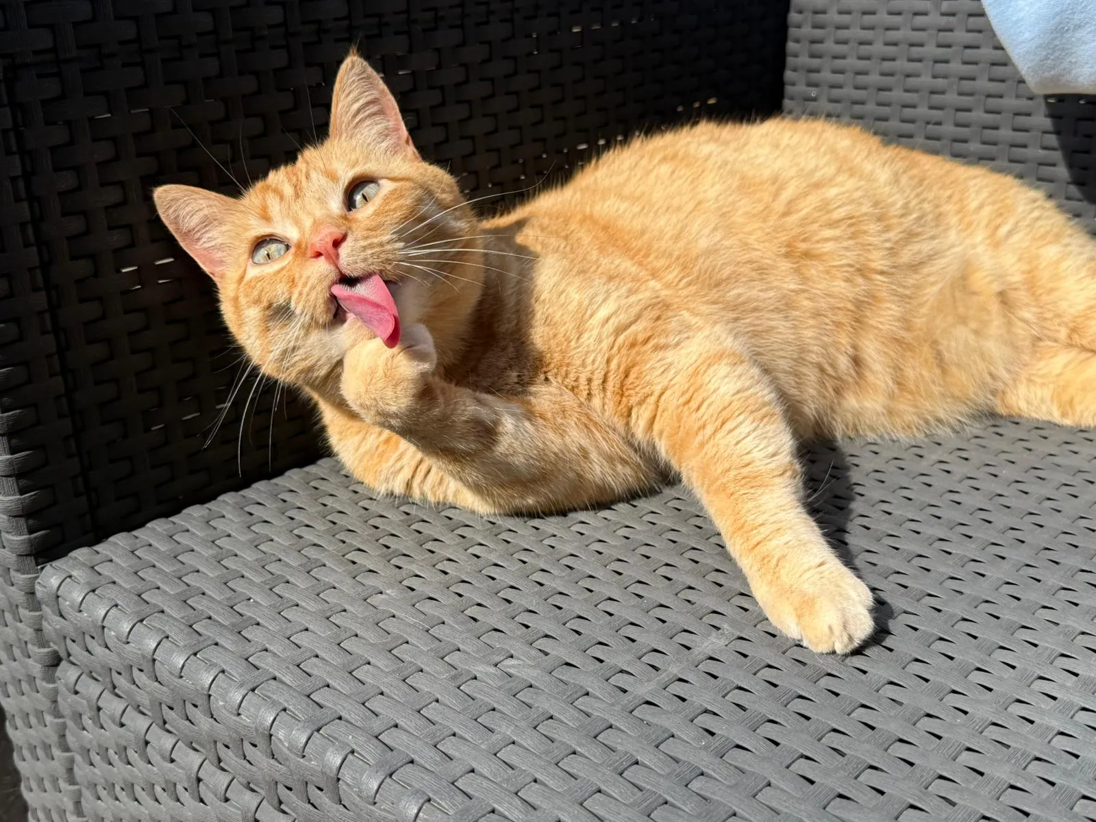 Chimia wast in alle rust haar pootje in de zon