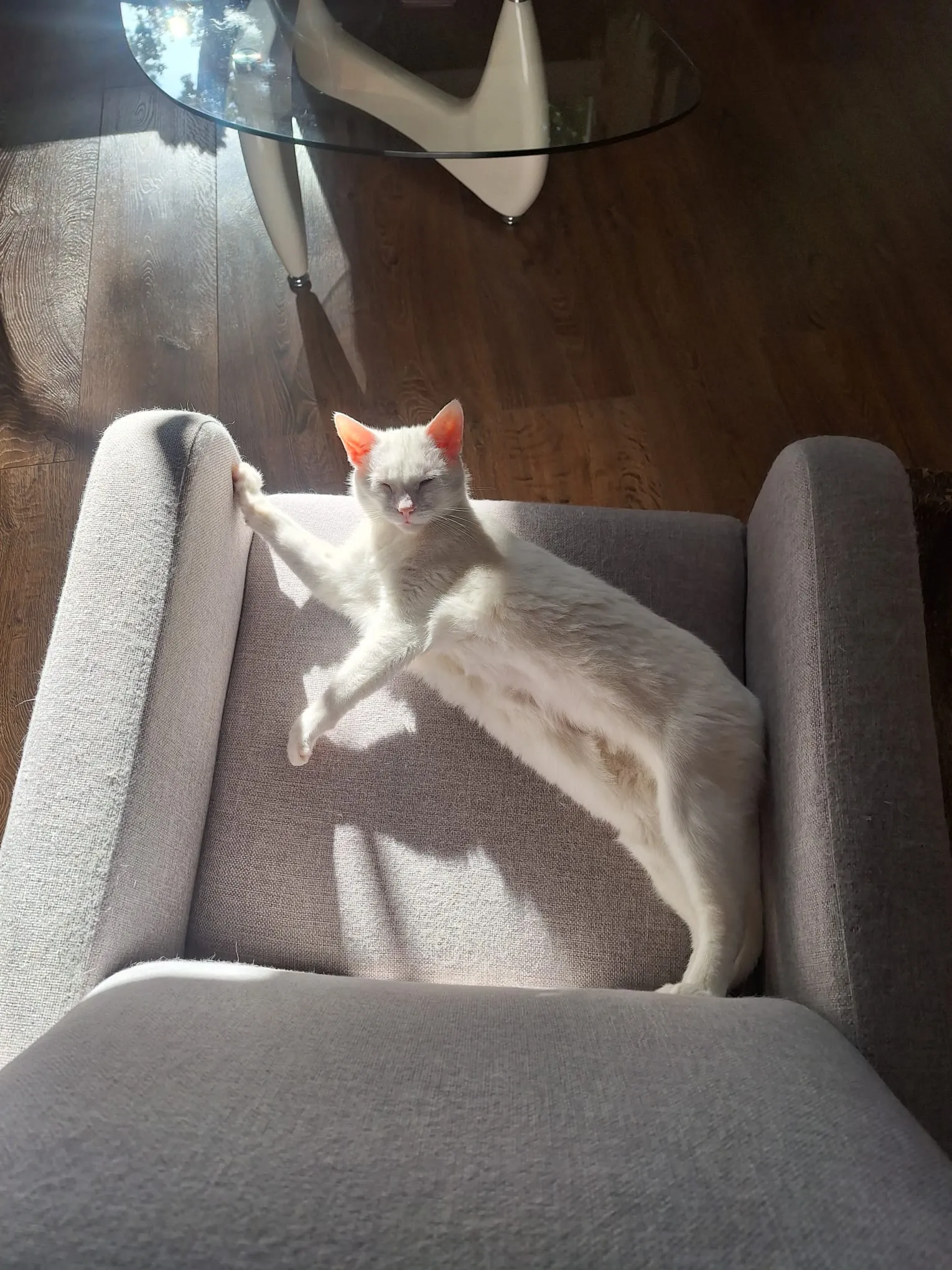 Coco, een witte kat, ligt uitgestrekt te slapen in een zonnige fauteuil
