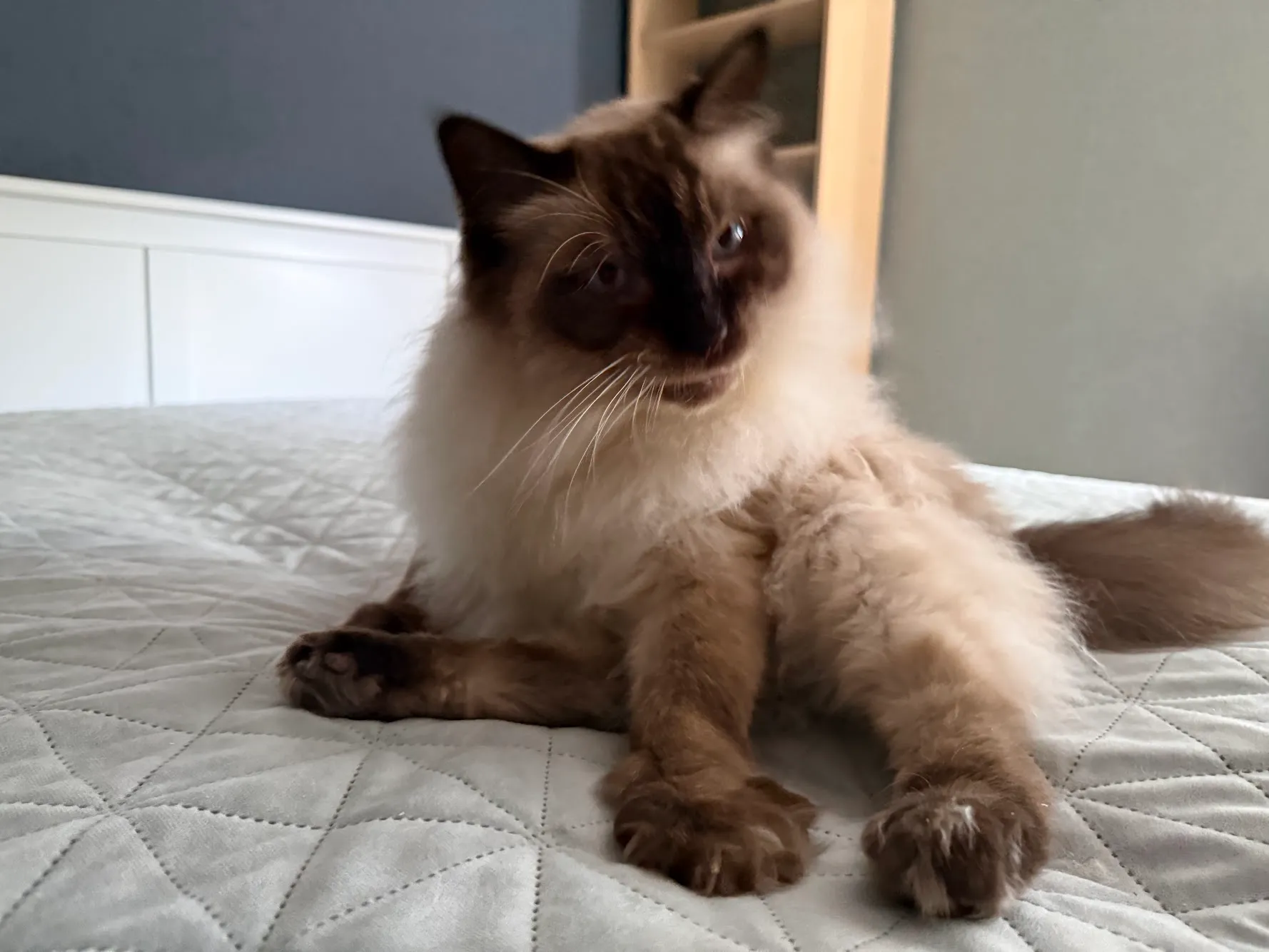 Dexter zit rustig op zijn bed en kijkt nieuwsgierig opzij