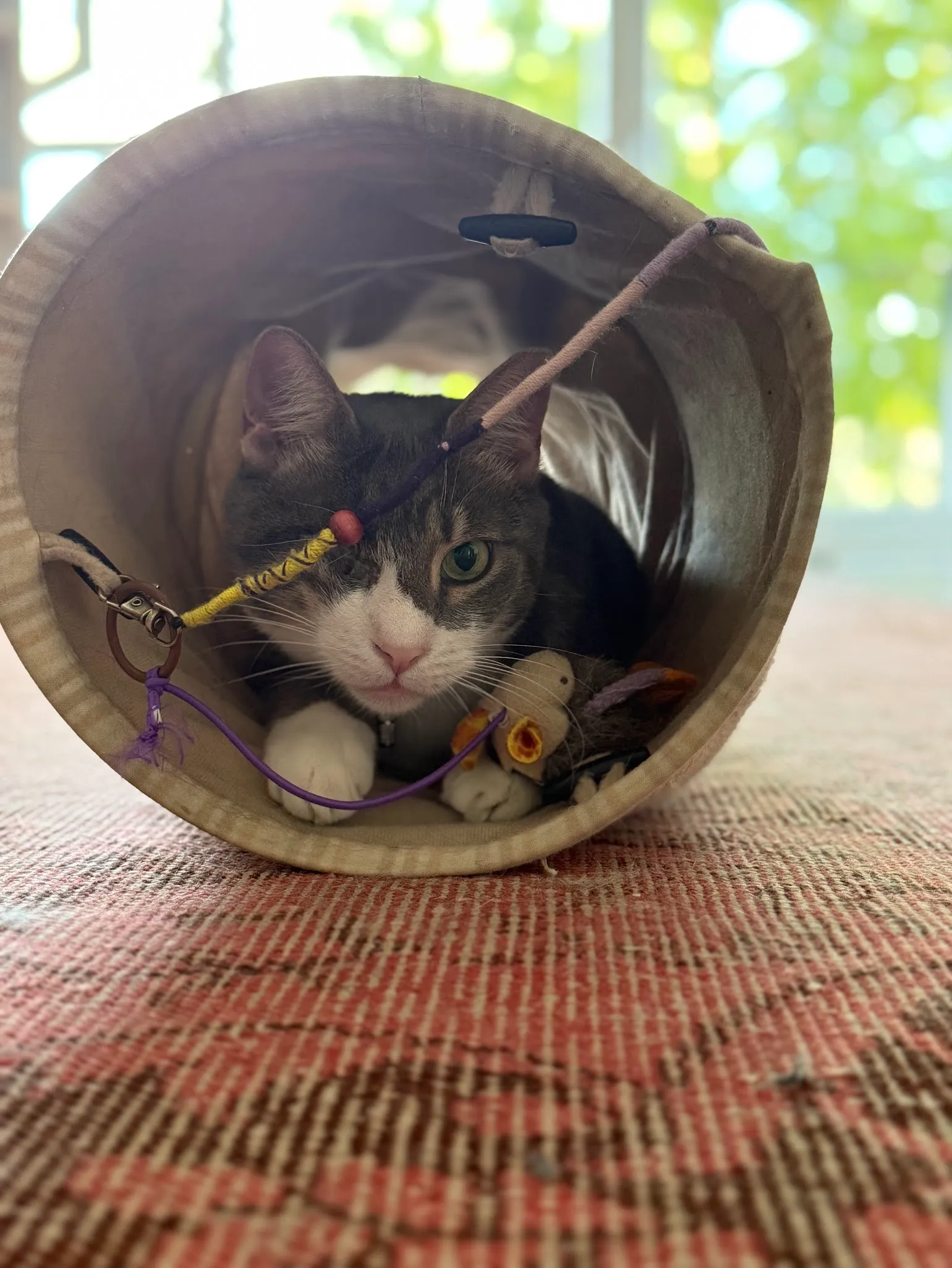 Fruko speelt verstopt in een tunnel met zijn favoriete speeltjes