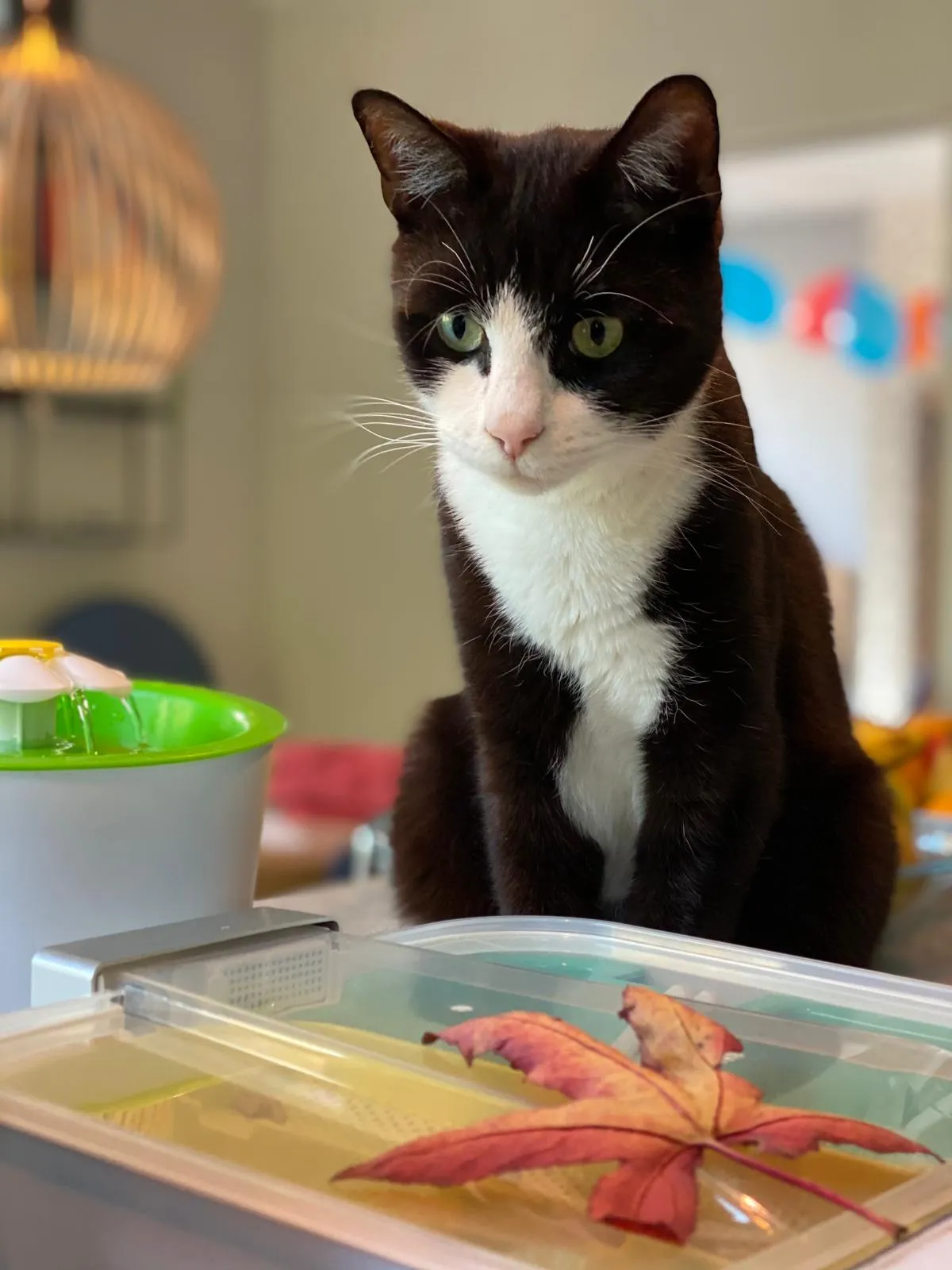 Gerrit, de kat van Jacob