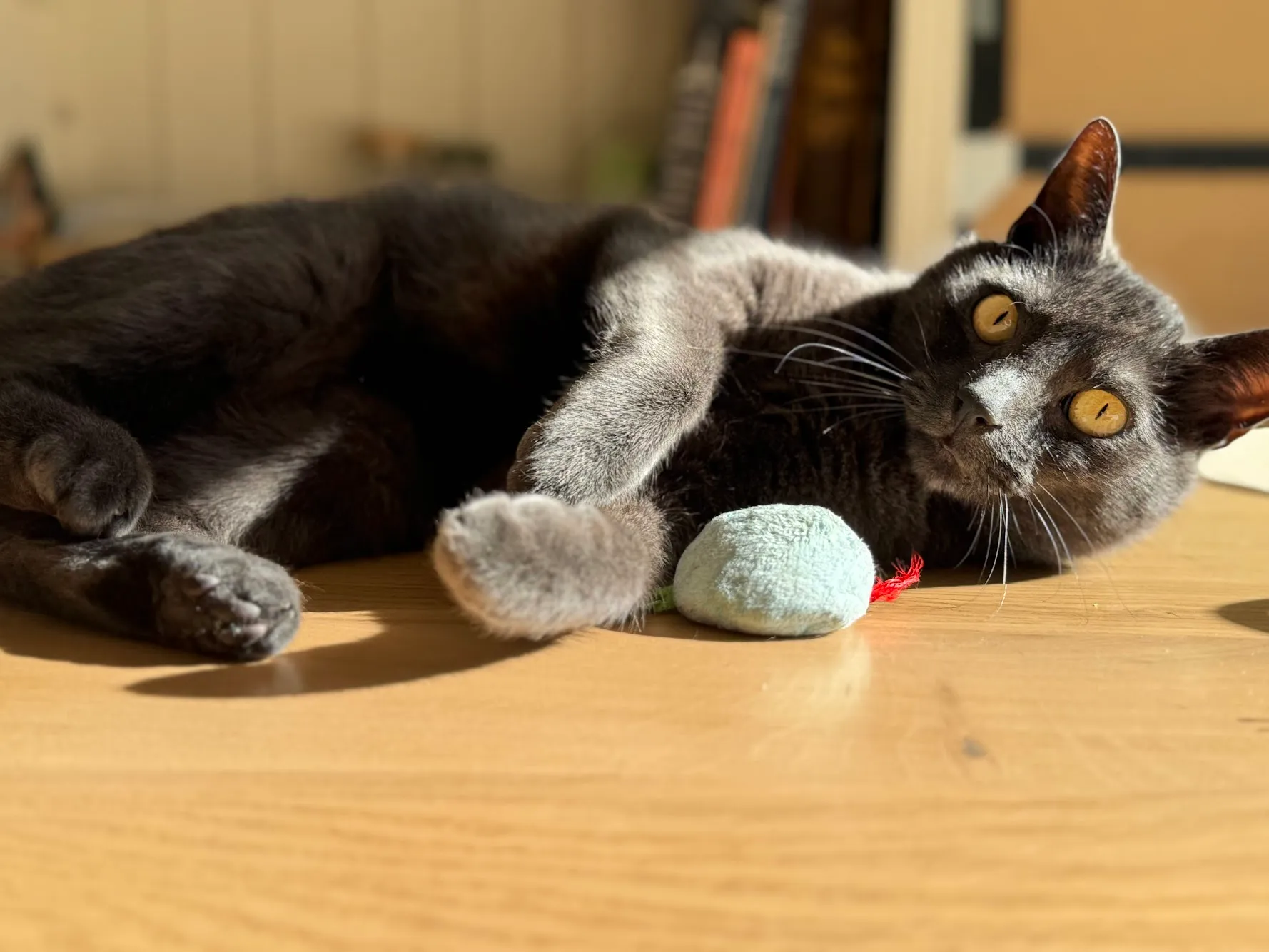 Ozzy speelt geconcentreerd met een speelmuisje op tafel