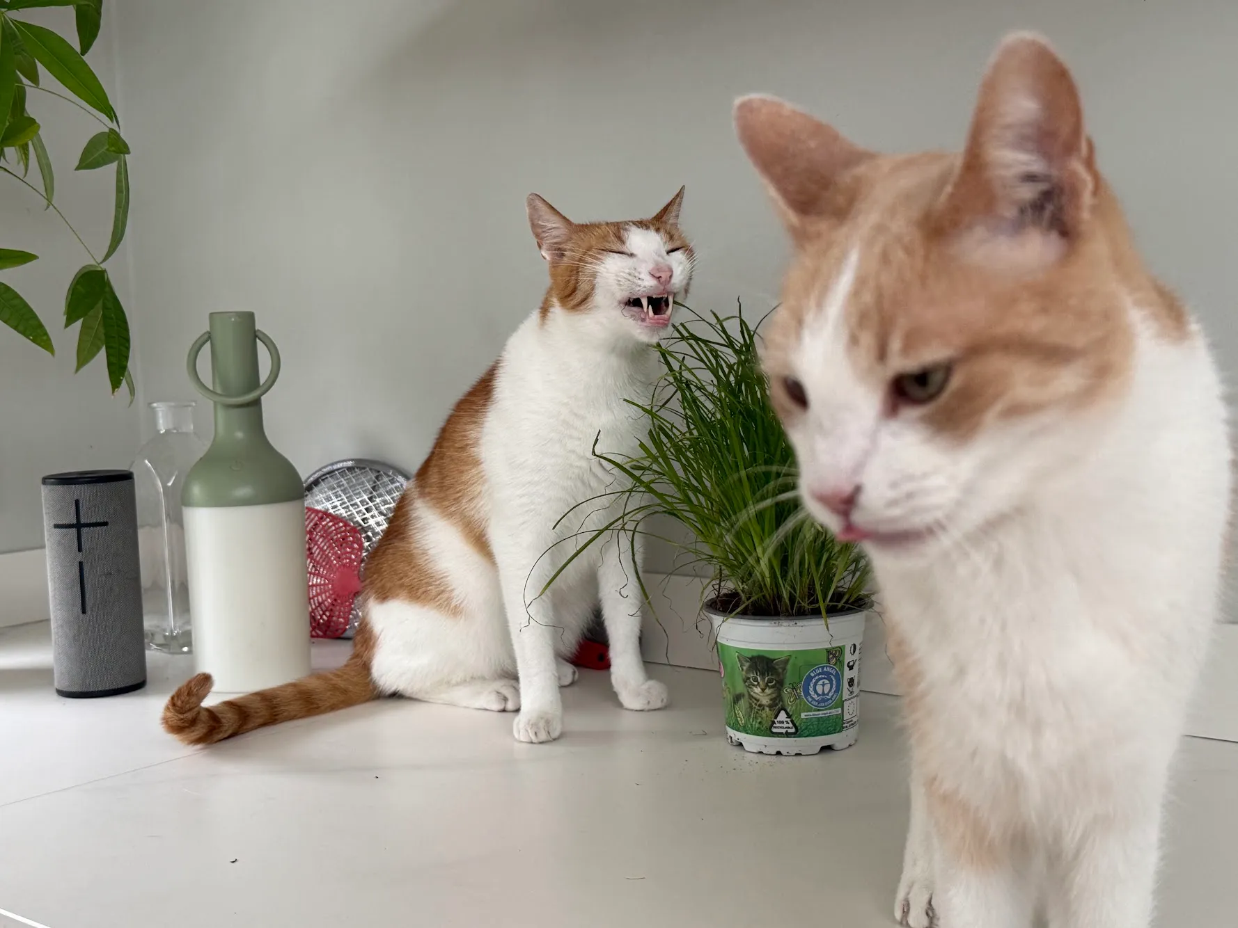 Pica en Bo reageren allebei op hun eigen manier op de kattengras
