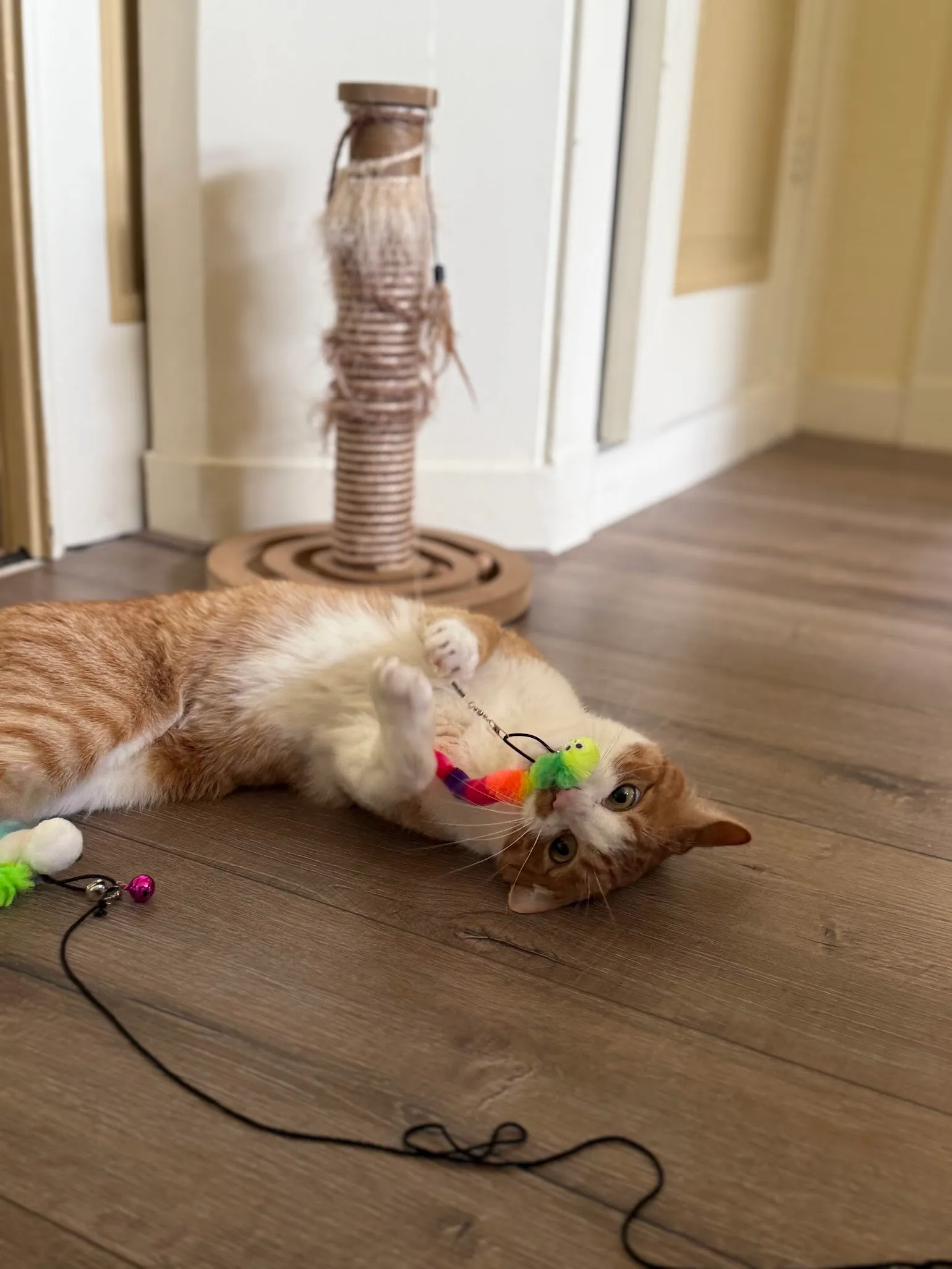 Rusty speelt uitgelaten met speelgoed tijdens een bezoek van Kattenoppas Enschede
