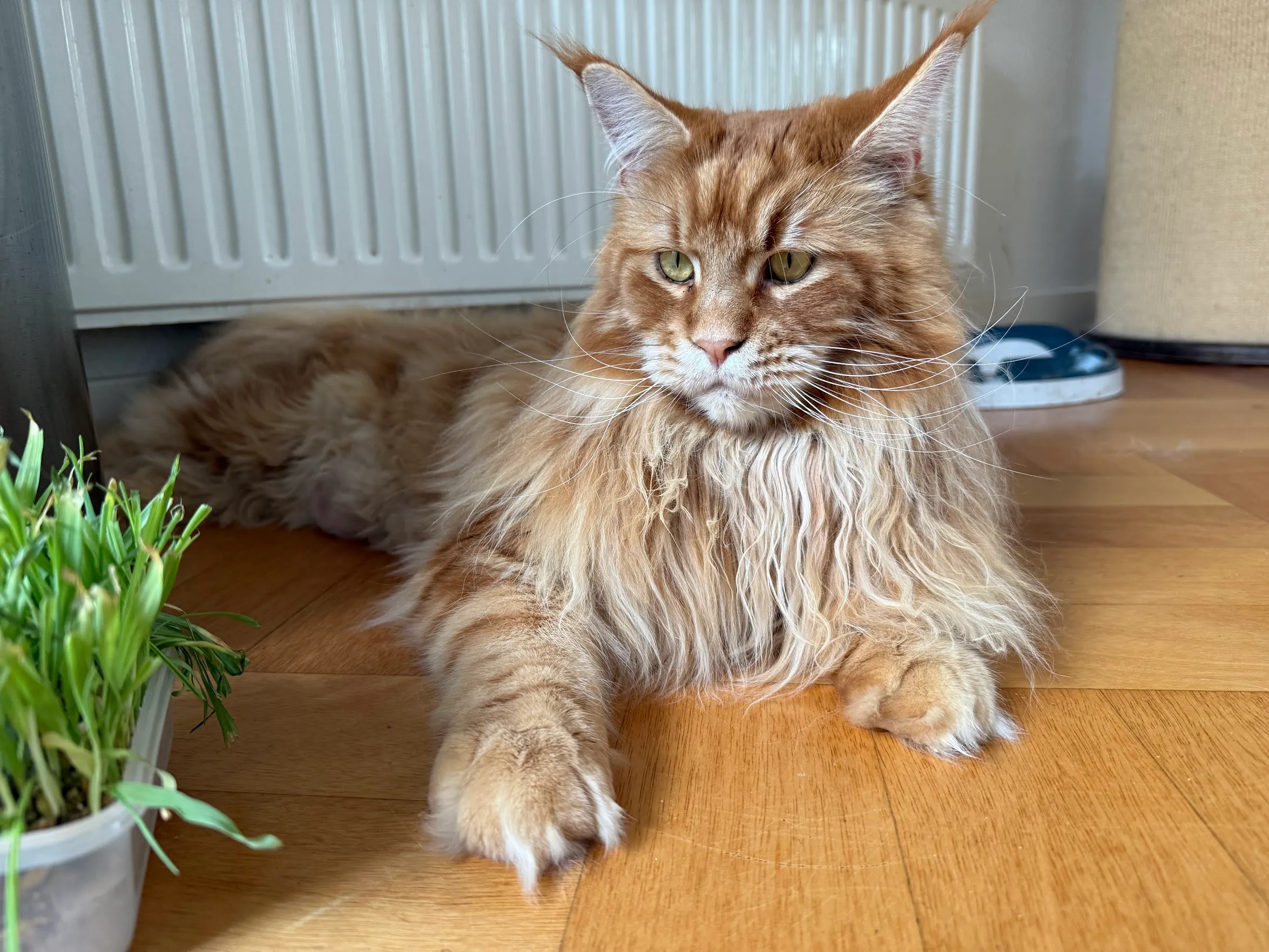 Turner, een grote rossige Maine Coon met lange manen, ligt ontspannen op de vloer