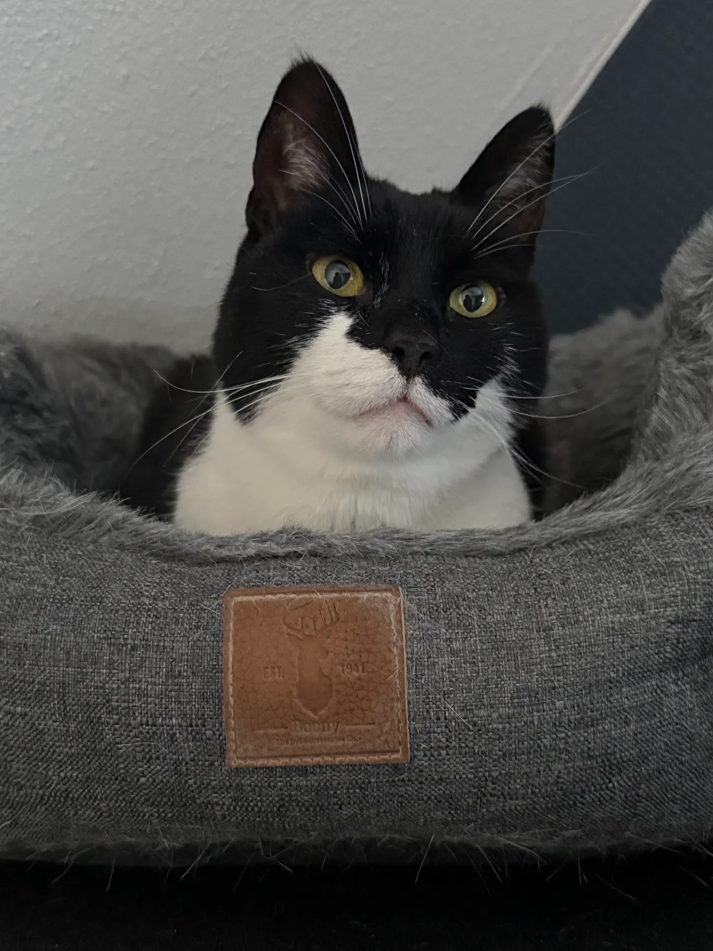 Gizmo, zwart-witte kat met gele ogen, liggend in een grijze kattenmand.